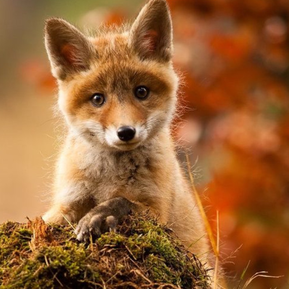 🦊Meet your Posher BETH STARR🦊!!